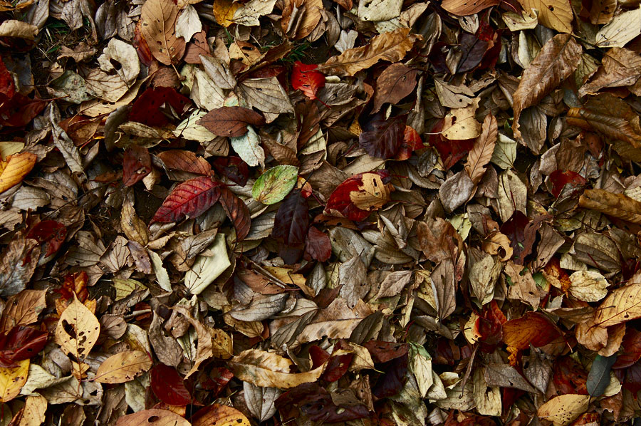 carpet of leaves
